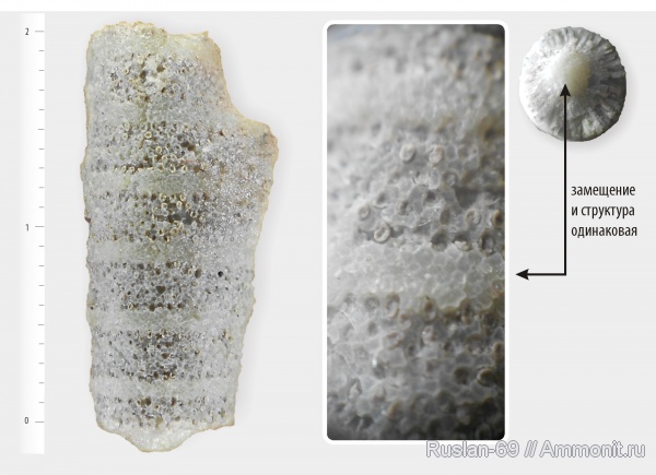Trepostomata, Dittopora, Monticuliporidae