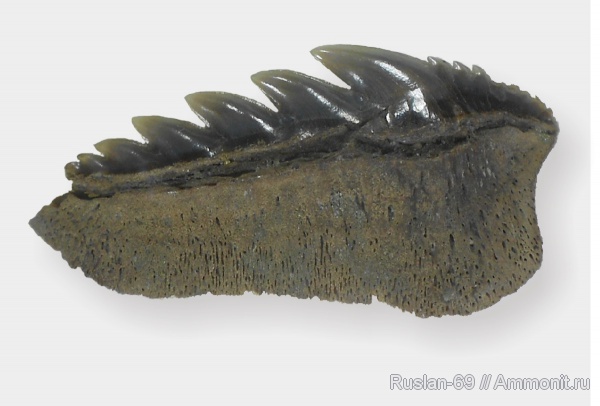 эоцен, акулы, зубы акул, Notorhynchus, Зауралье, Hexanchiformes, Notorhynchus kempi, shark teeth, sharks