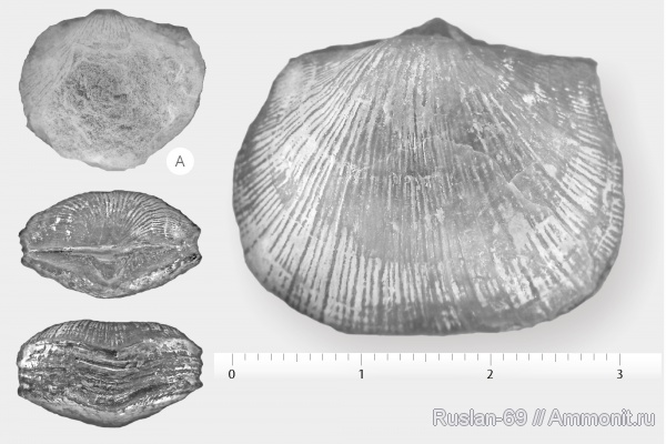 брахиоподы, ордовик, Ordovician, Смена направления роста