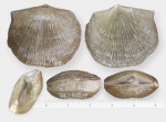 Gonambonites latus ?