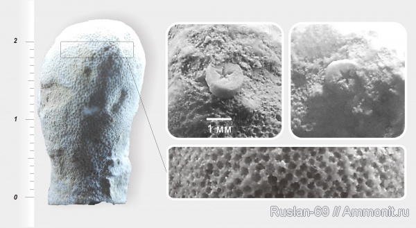 ордовик, мшанки, Ordovician