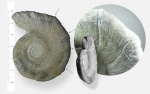 Euomphalus marginatus