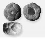 Mooreocrinus