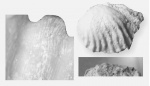 Meekella cf. venusta ?