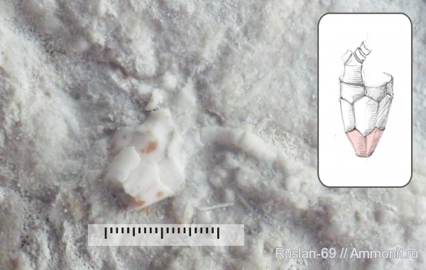 Hydriocrinus