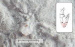 Предположительно Hydriocrinus pusillus (Trd)
