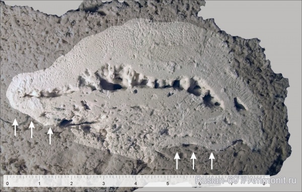 Chaetetes, Syringopora