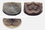 две спинных створки из ордовика