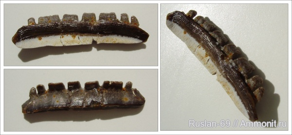 Polyrhizodus, Petalodontiformes, Polyrhizodus concavus, Polyrhizodus longus