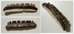 (неожиданно) Polyrhizodus longus