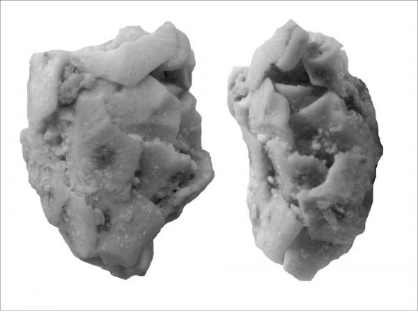 Pelecocrinidae, Exoriocrinus, Exoriocrinus rugosus