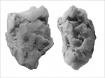 Exoriocrinus cf. rugosus