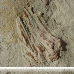 Archaeocidaris cf. mosquensis