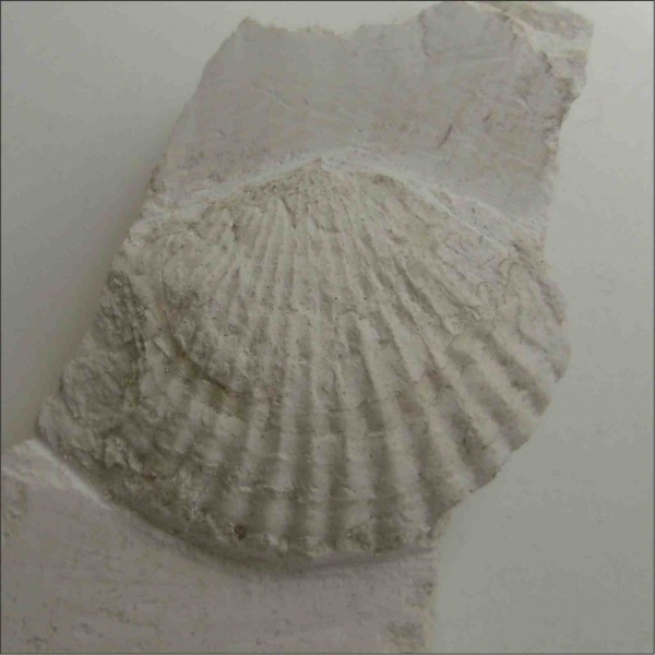 Aviculopecten