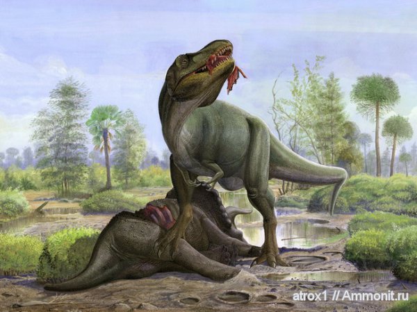 Tyrannosaurus, Triceratops