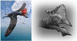 Tapejara wellnhoferi