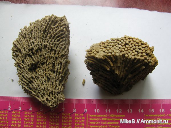 карбон, Донбасс, Syringopora, Tabulata