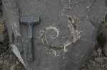 Гастроподы (?) замещенная кальцитом, в известняке.