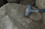 Коралл в известняке.