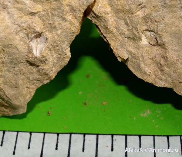 карбон, Conocardium, Калужская область