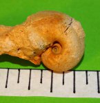 Bellerophon sp.