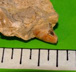 Колпачковая гастропода, Orthonychia sp.
