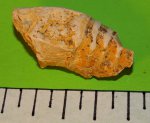 Cycloceras sp.