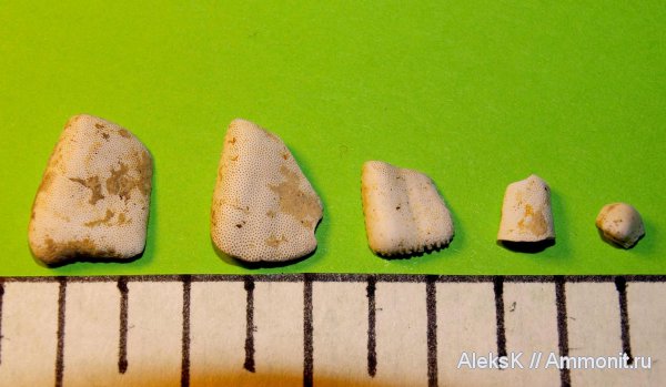 карбон, рыбы, зубы, Калужская область, fish, teeth