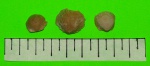 Cancrinella panderi (Auerb.)