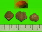 Eomartiniopsis helenae (Sok.)