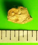 Euomphalus sp.