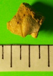 Spirifer tornacensis  (Kon.)