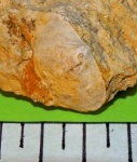Schizoporia resupinata   (Martin)
