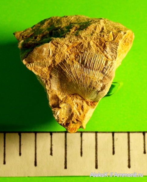 брахиоподы, карбон, Калужская область, Schellwienella, Orthotetida
