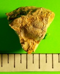 Schellwienella buringtonensis (Well.)