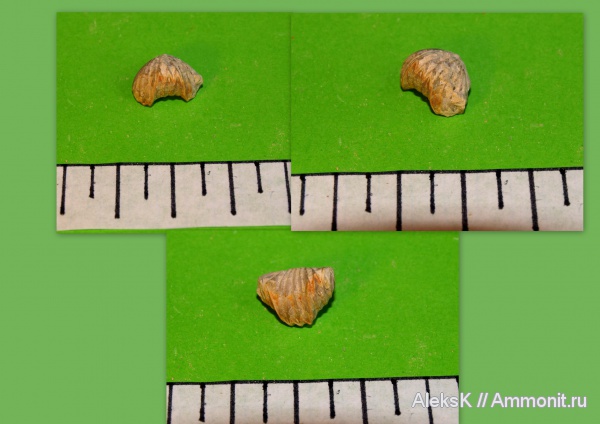 брахиоподы, карбон, Camarotoechia, Калужская область, Rhynchonellida