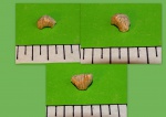 Camarotoechia upensis
