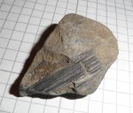 узел Neocalamites sp.
