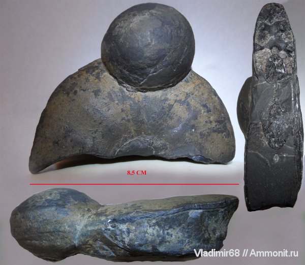 аммониты, головоногие моллюски, Ammonites