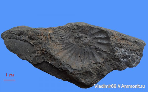 аммониты, головоногие моллюски, Ammonites