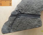 Возможно, Neocalamites sp.