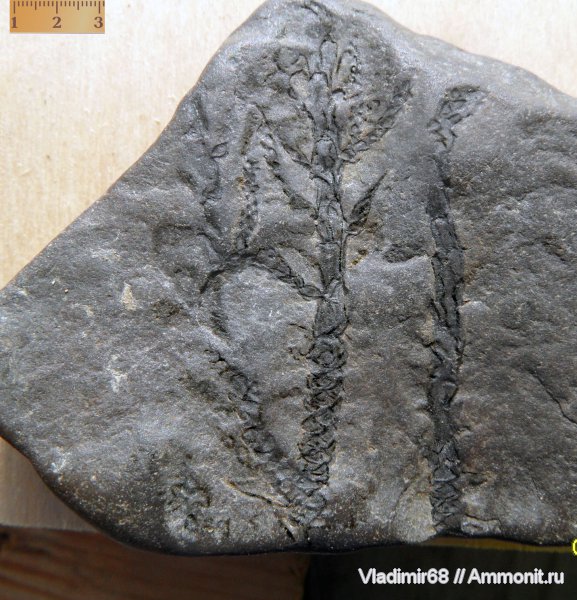мел, растения, мезозойская эра, хвойные, Приморский край, Athrotaxopsis, Cretaceous