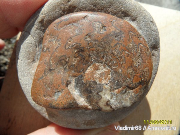 аммониты, триас, головоногие моллюски, мезозойская эра, Ammonites, Triassic