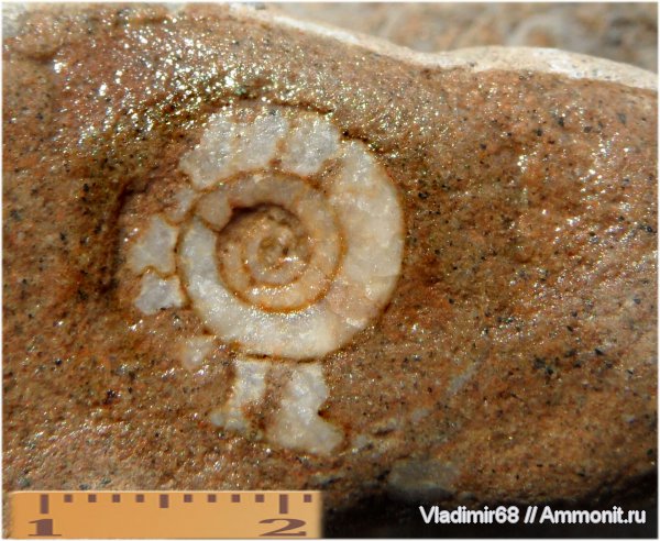 аммониты, триас, головоногие моллюски, мезозойская эра, Ammonites, Triassic