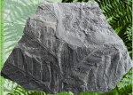 Cladophlebis frigida (Heer) Sew.