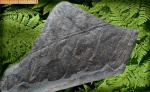 Фрагмент стерильного листа осмундового папоротника - Cladophlebis frigida (Heer) Sew.