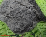 Отпечаток листа папоротника. Coniopteris burejensis