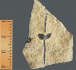 Членистостебельные (ARTHROPHYTA).