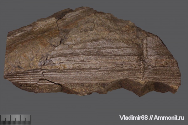 мел, растения, споровые, хвощевидные, Приморский край, Cretaceous