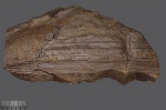 Возможно, Neocalamites sp.